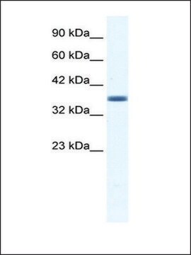 Anti-ANXA3 (AB2) antibody produced in rabbit IgG fraction of antiserum