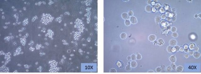 Línea de células de linfoma de células B de ratón CH27 CH27 mouse B cell lymphoma celll line is a useful model for the study of B-cell biology and tumor immunology.