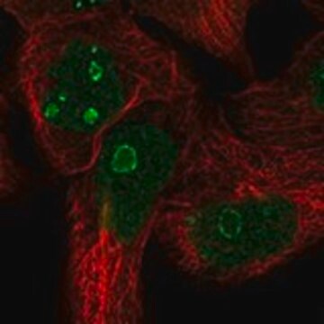 Anty-FAM3A Prestige Antibodies&#174; Powered by Atlas Antibodies, affinity isolated antibody, buffered aqueous glycerol solution