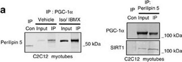 Anti-Sirt1(Sir2)-Antikörper Upstate&#174;, from rabbit