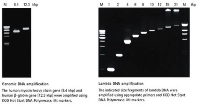 KOD Heißstart-DNA-Polymerase High fidelity DNA polymerase designed for accurate PCR amplification of long strand and GC- rich DNA templates for cloning and cDNA amplification applications.