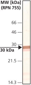 Monoclonal Anti-Connexin-32 antibody produced in mouse clone CXN-32, ascites fluid, buffered aqueous solution