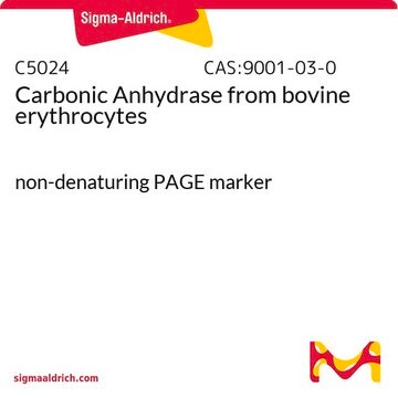 Anhidrasa carbónica from bovine erythrocytes non-denaturing PAGE marker