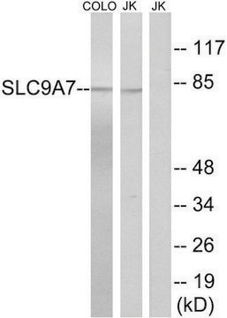 Anti-SLC9A7 antibody produced in rabbit affinity isolated antibody