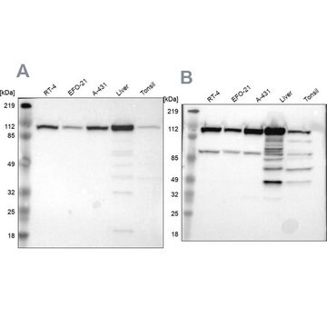 Anti-MTHFD1 antibody produced in rabbit Ab1, Prestige Antibodies&#174; Powered by Atlas Antibodies, affinity isolated antibody, buffered aqueous glycerol solution