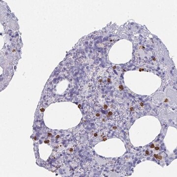 Anti-RUBCN antibody produced in rabbit Prestige Antibodies&#174; Powered by Atlas Antibodies, affinity isolated antibody, buffered aqueous glycerol solution