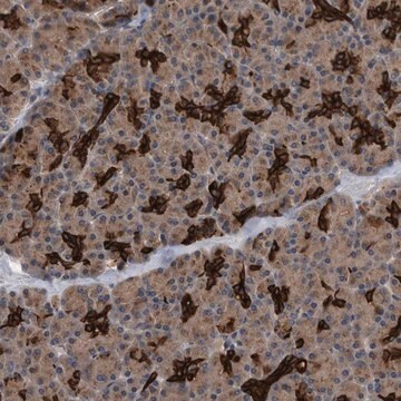 Anti-BAIAP3 antibody produced in rabbit Prestige Antibodies&#174; Powered by Atlas Antibodies, affinity isolated antibody, buffered aqueous glycerol solution