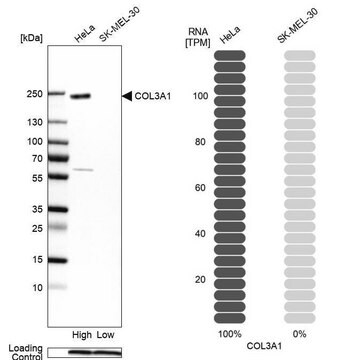 抗-COL3A1 兔抗 Prestige Antibodies&#174; Powered by Atlas Antibodies, affinity isolated antibody, buffered aqueous glycerol solution