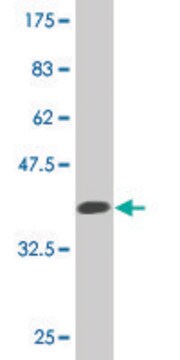 Monoclonal Anti-FUCA2, (C-terminal) antibody produced in mouse clone 1D2, purified immunoglobulin, buffered aqueous solution