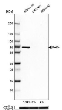 Anti-PAK4 antibody produced in rabbit Prestige Antibodies&#174; Powered by Atlas Antibodies, affinity isolated antibody