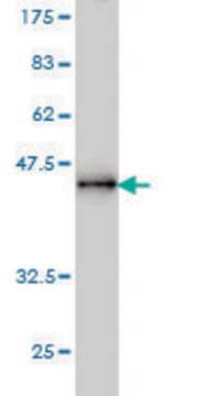 Monoclonal Anti-PPM1D antibody produced in mouse clone 4D1, purified immunoglobulin, buffered aqueous solution