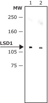 Monoclonal Anti-LSD1 (AOF2) antibody produced in mouse ~2&#160;mg/mL, clone LSD1-12, purified immunoglobulin, buffered aqueous solution