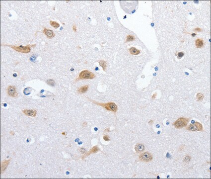 Anti-RBFOX3 antibody produced in rabbit affinity isolated antibody