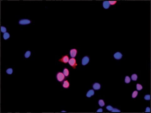 Anti-HOXD4 (C-terminal) antibody produced in rabbit ~1.0&#160;mg/mL, affinity isolated antibody, buffered aqueous solution