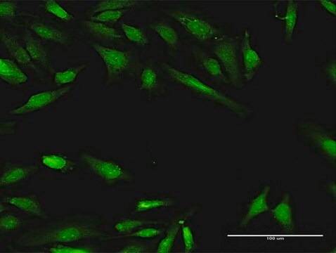 Anti-BIN1 antibody produced in rabbit purified immunoglobulin, buffered aqueous solution