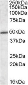 Anti-IFT57 antibody produced in goat affinity isolated antibody, buffered aqueous solution