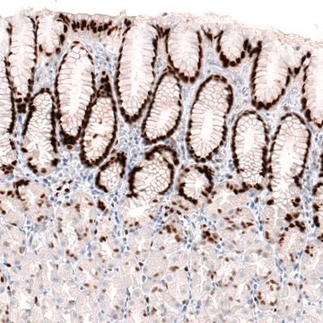 Monoclonal Anti-KLF4 antibody produced in mouse Prestige Antibodies&#174; Powered by Atlas Antibodies, clone CL5785, purified immunoglobulin, buffered aqueous glycerol solution