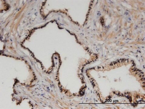 Monoclonal Anti-ZHX3 antibody produced in mouse clone 1D9, purified immunoglobulin, buffered aqueous solution