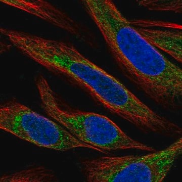 Anti-Apool Antibody Produced In Rabbit Prestige Antibodies&#174; Powered by Atlas Antibodies, affinity isolated antibody, buffered aqueous glycerol solution