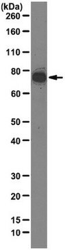 Anti-EBNA2 Antibody, clone R3 clone R3, from rat