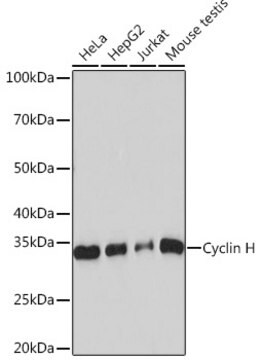 Anti-Cyclin H Antibody, clone 3N5S3, Rabbit Monoclonal