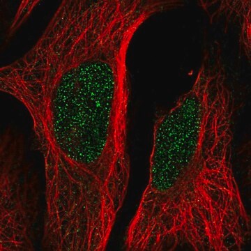 Anti-LCOR antibody produced in rabbit Prestige Antibodies&#174; Powered by Atlas Antibodies, affinity isolated antibody