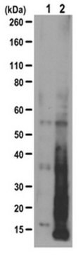 Anti-Puromycin Antibody, clone 17H1 clone 17H1, from rat