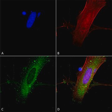 Monoclonal Anti-Amigo-1 antibody produced in mouse clone S86-36, purified immunoglobulin