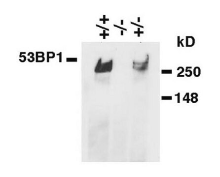 Anti-53BP1-Antikörper, Klon&nbsp;BP18 ascites fluid, clone BP18, Chemicon&#174;