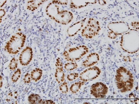 モノクローナル抗FOXA2抗体 マウス宿主抗体 clone 1C7, purified immunoglobulin, buffered aqueous solution