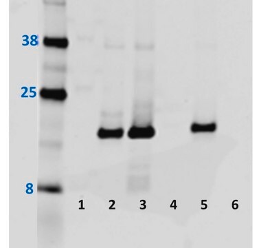 Anti-nitro-&#945;/&#945;-Synuclein (Tyr39) Antibody, clone nSyn14