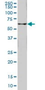 Monoclonal Anti-FTCD, (C-terminal) antibody produced in mouse clone 5F6, purified immunoglobulin, buffered aqueous solution