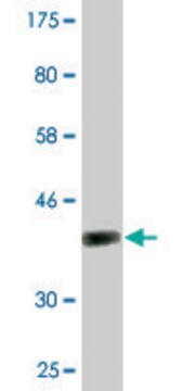 Monoclonal Anti-NOD1, (N-terminal) antibody produced in mouse clone 3F10, purified immunoglobulin, buffered aqueous solution