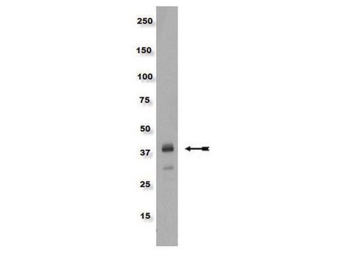 Anti-phospho-CrkL (Tyr207) Antibody Upstate&#174;, from rabbit