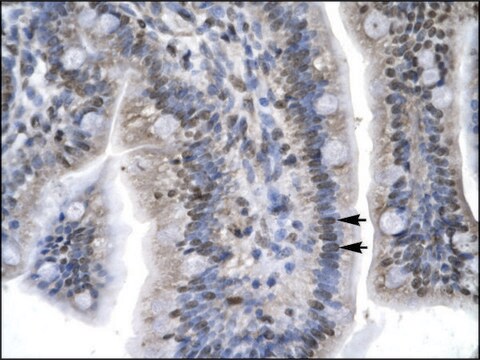 Anti-LEF1 (AB2) antibody produced in rabbit IgG fraction of antiserum