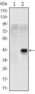 Monoclonal Anti-OLIG2 antibody produced in mouse clone 1G11, ascites fluid