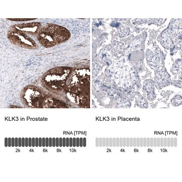 Monoclonal Anti-KLK3 antibody produced in mouse Prestige Antibodies&#174; Powered by Atlas Antibodies, clone CL9422, purified immunoglobulin, buffered aqueous glycerol solution