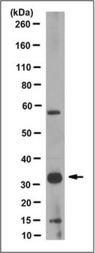 Anti-PYCR1 Antibody, clone 2D9.1 clone 2D9.1, from mouse