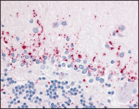 Anti-WNT2B antibody produced in rabbit affinity isolated antibody, buffered aqueous solution