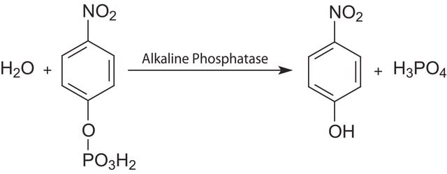 Substrato liquido per fosfatasi alcalina giallo (pNPP), per ELISA ready to use solution