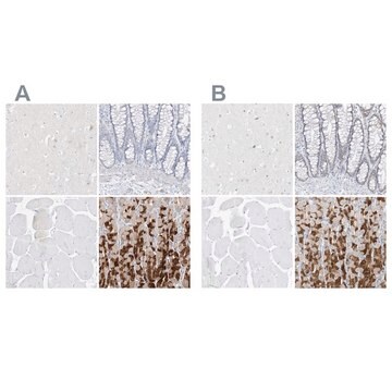 抗PGC抗体 ウサギ宿主抗体 Prestige Antibodies&#174; Powered by Atlas Antibodies, affinity isolated antibody, buffered aqueous glycerol solution