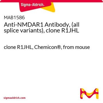 Anti-NMDAR1 Antibody, (all splice variants), clone R1JHL clone R1JHL, Chemicon&#174;, from mouse