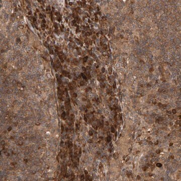 Anti-ZFAND1 antibody produced in rabbit Prestige Antibodies&#174; Powered by Atlas Antibodies, affinity isolated antibody, buffered aqueous glycerol solution