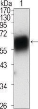 Monoclonal Anti-ROR1 antibody produced in mouse clone 2H6, ascites fluid