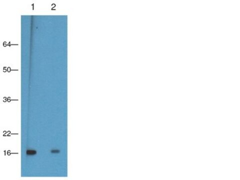 Anticorps anti-triméthyl histone&nbsp;H3(Lys9), clone&nbsp;CMA308 clone CMA308, from mouse