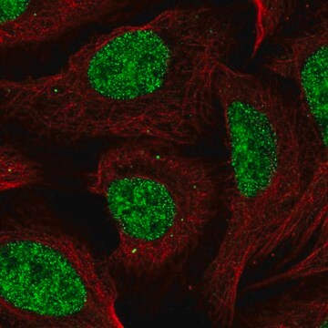 Anti-CCDC12 antibody produced in rabbit Prestige Antibodies&#174; Powered by Atlas Antibodies, affinity isolated antibody