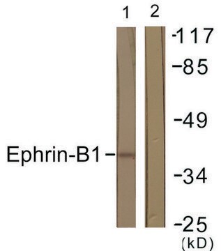 Anti-EFNB1 antibody produced in rabbit affinity isolated antibody