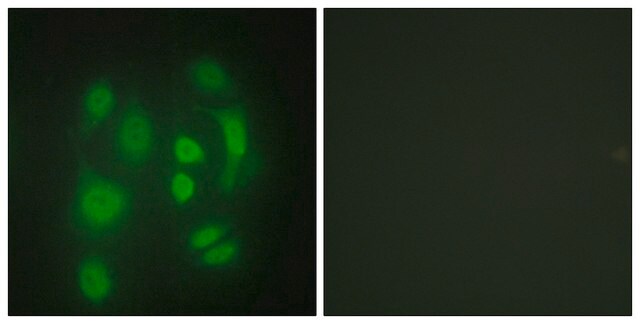 Anti-HNRNP Q antibody produced in rabbit affinity isolated antibody