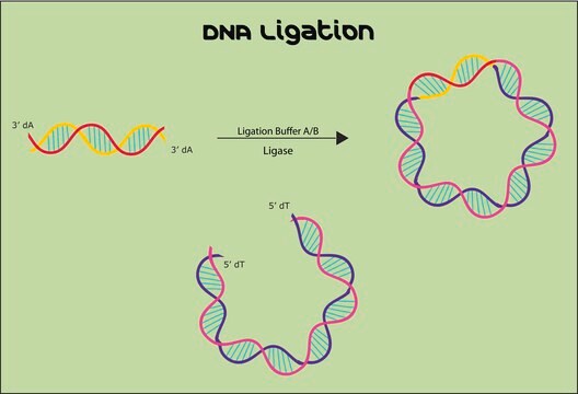 QuickLink&#8482; DNA Ligation Kit joins blunt-end and sticky-end DNA fragments