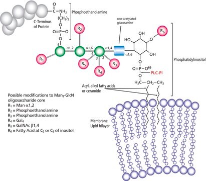 ホスホリパーゼC, ホスファチジルイノシトール特異的 Bacillus cereus由来 lyophilized powder, &#8805;1,000&#160;units/mg protein (Lowry)